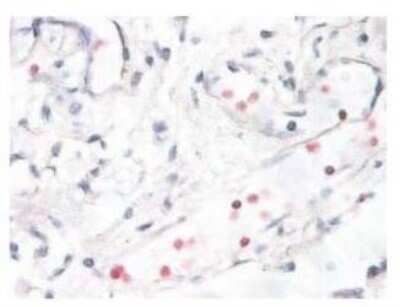 Immunohistochemistry-Paraffin: p38 alpha [p Thr180, p Tyr182] Antibody [NB500-138]
